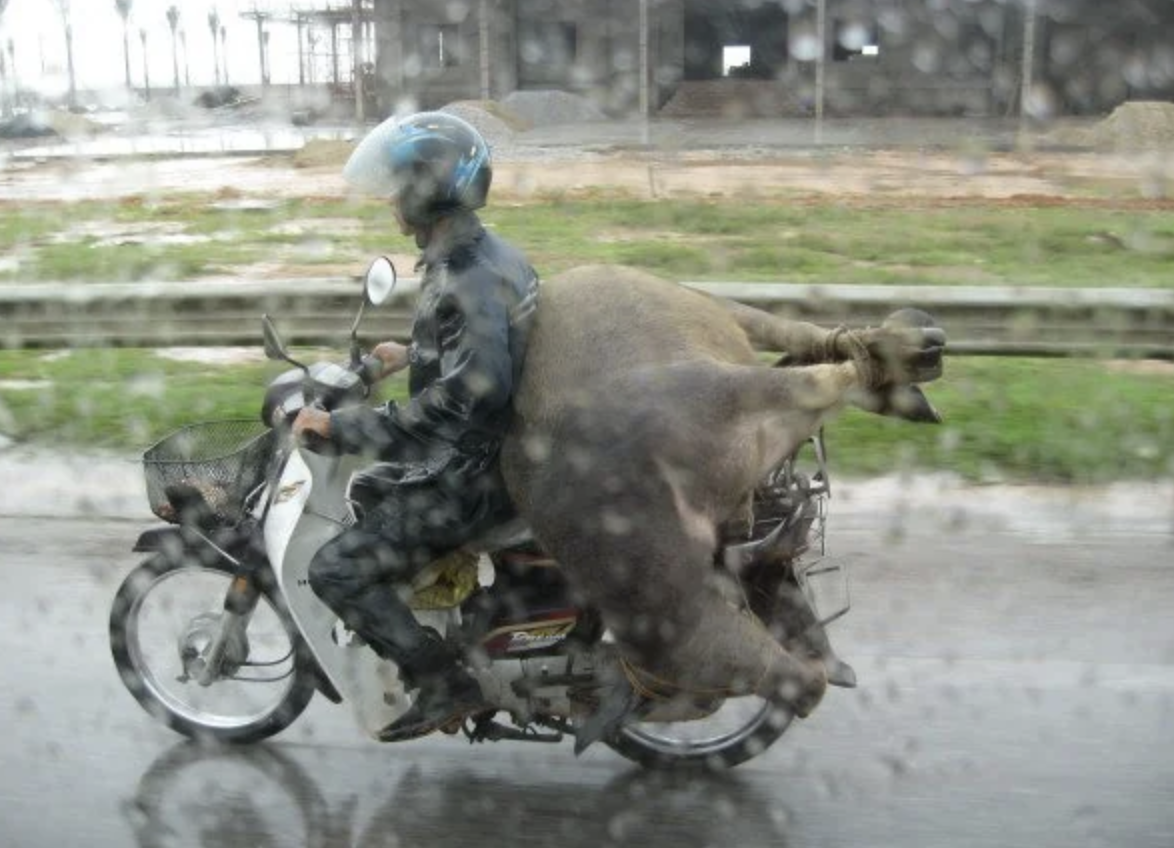 Motorcycle cow transportation. 