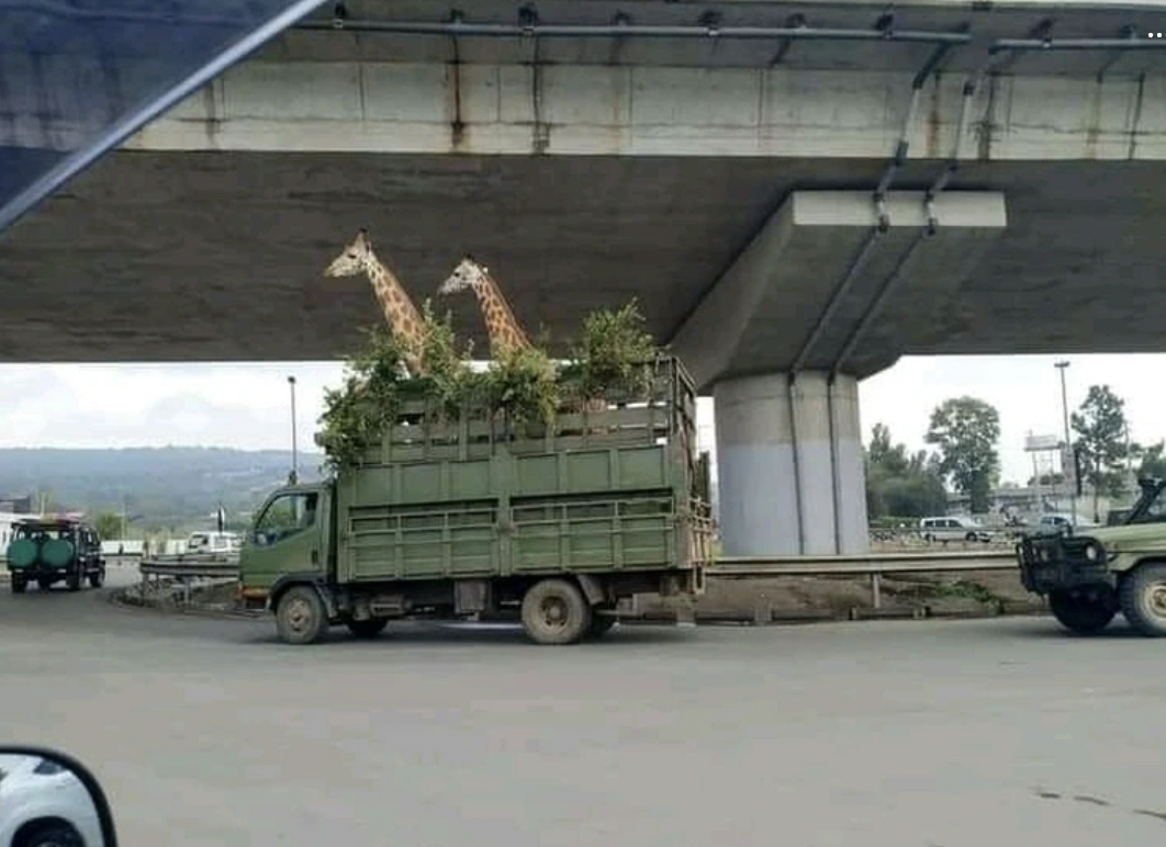 Giraffes being transported from a Kenyan zoo.