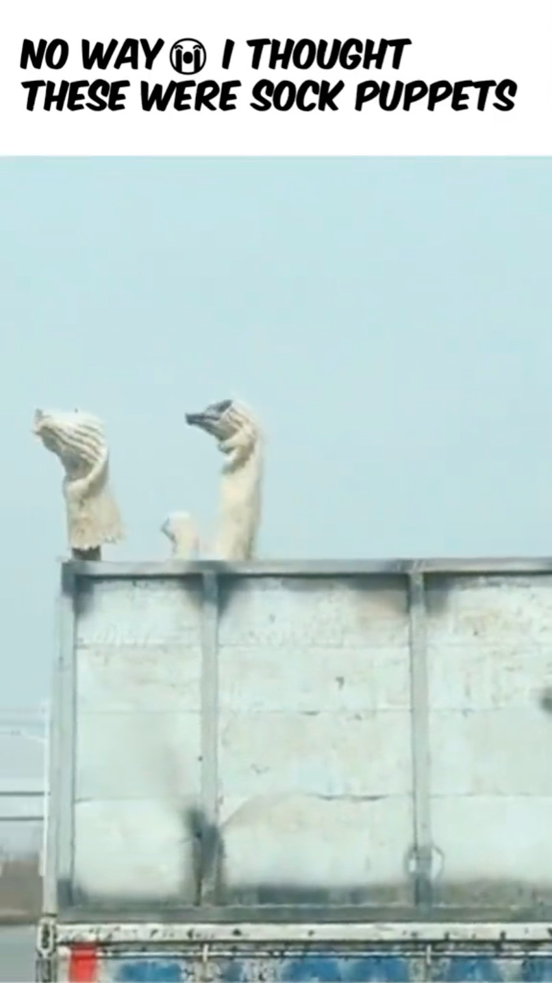 Ostriches in the back of a truck.