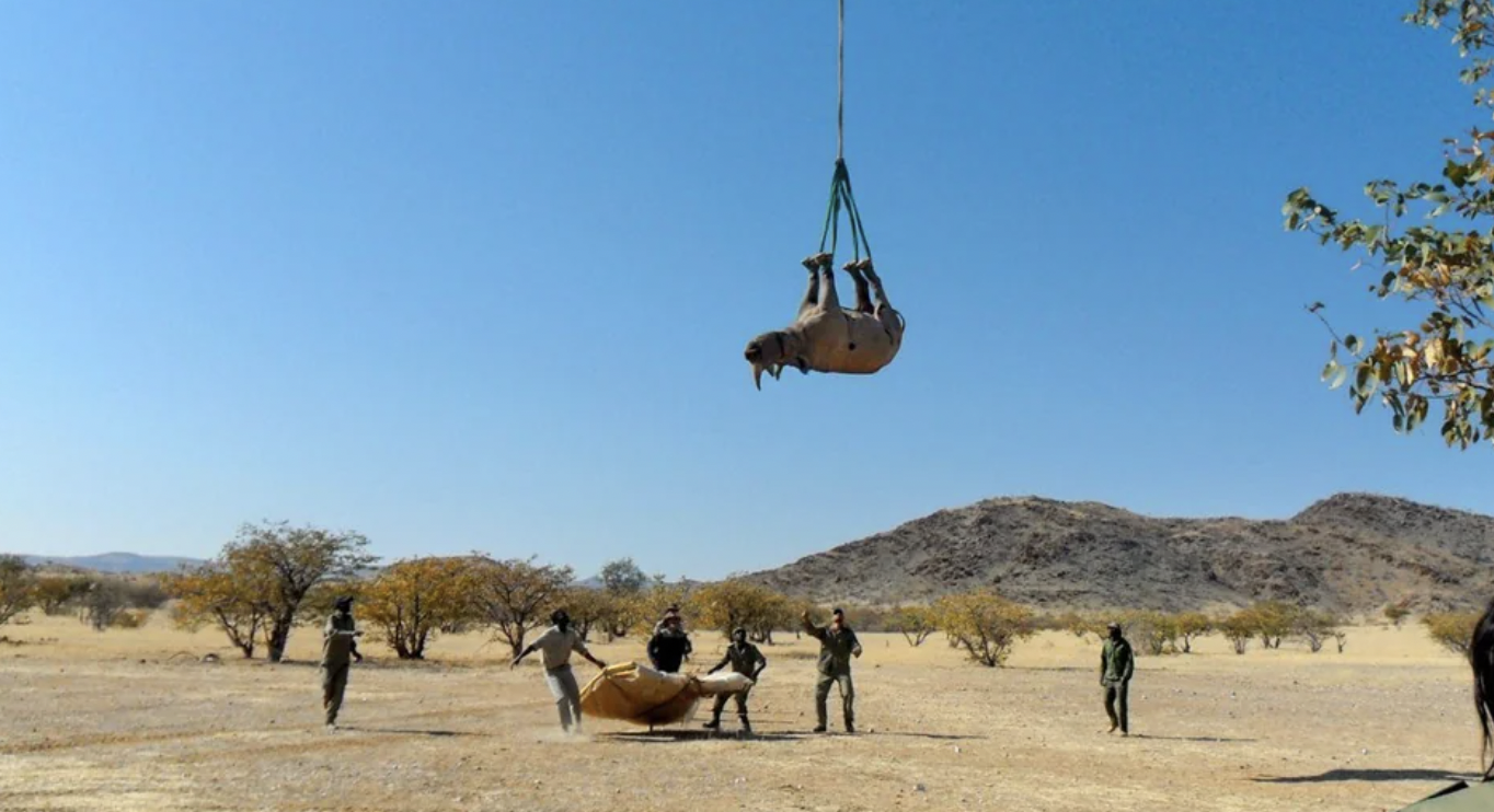 Conservation groups transport rhinos by suspending them from a helicopter, upside down.