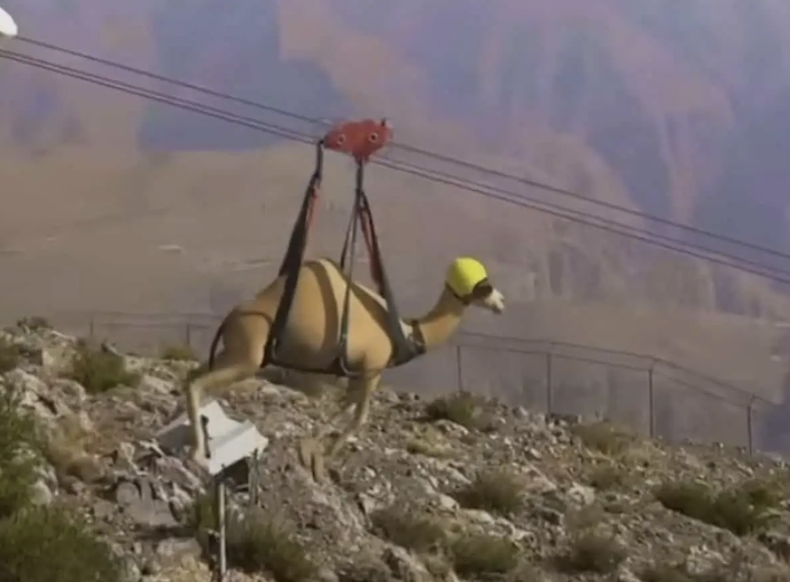 This video of a camel on a zipline unfortunately turned out to be digitally created. 