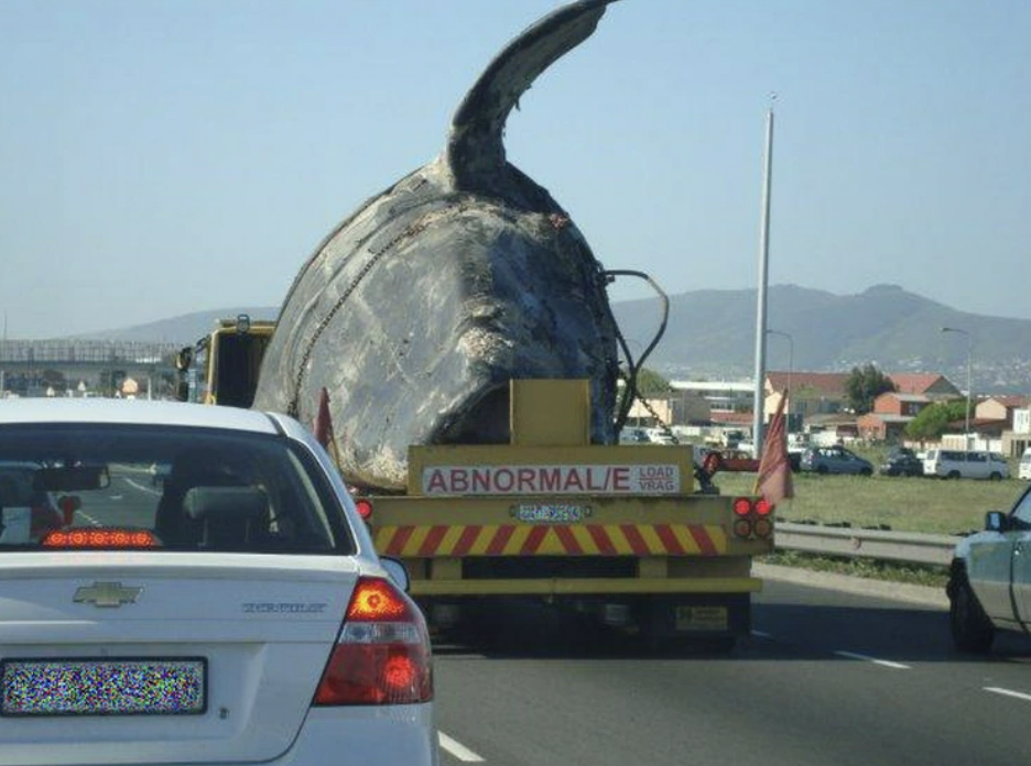 A dead whale being transported in peak traffic, Cape Town, South Africa.