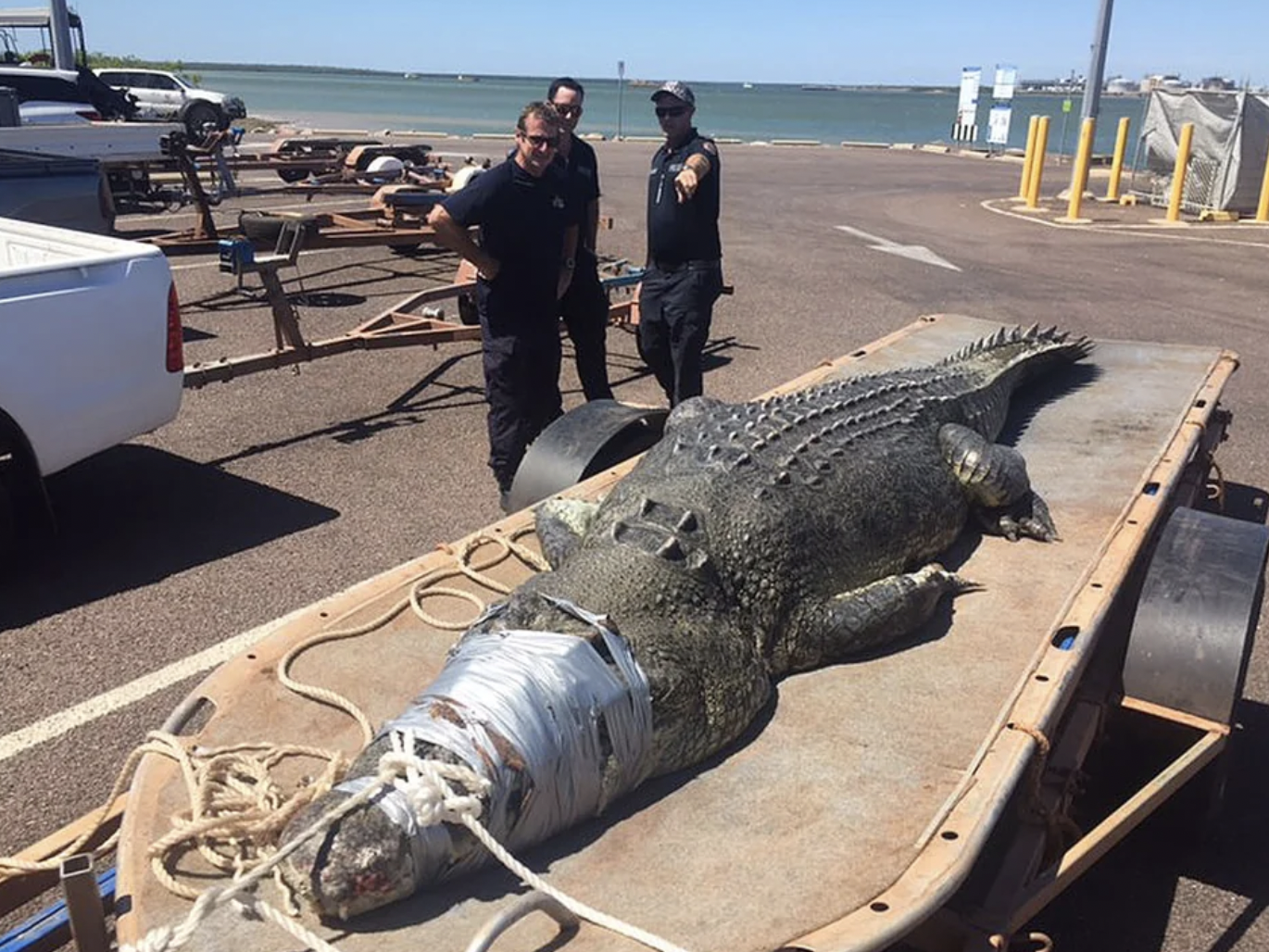 15.5 ft Saltwater Crocodile pulled from Darwin Harbor, Australia by a Northern Territory Parks and Wildlife crew.