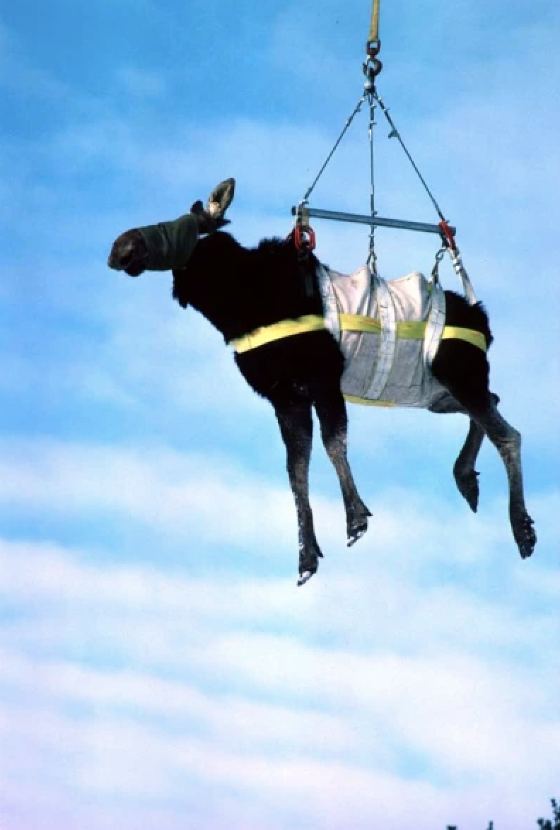 A moose dangling from a helicopter in Algonquin Provincial Park, Canada.