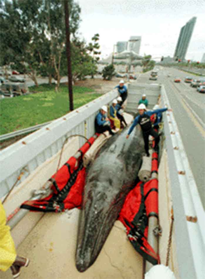 JJ the Grey Whale being transported for release in the ocean. 