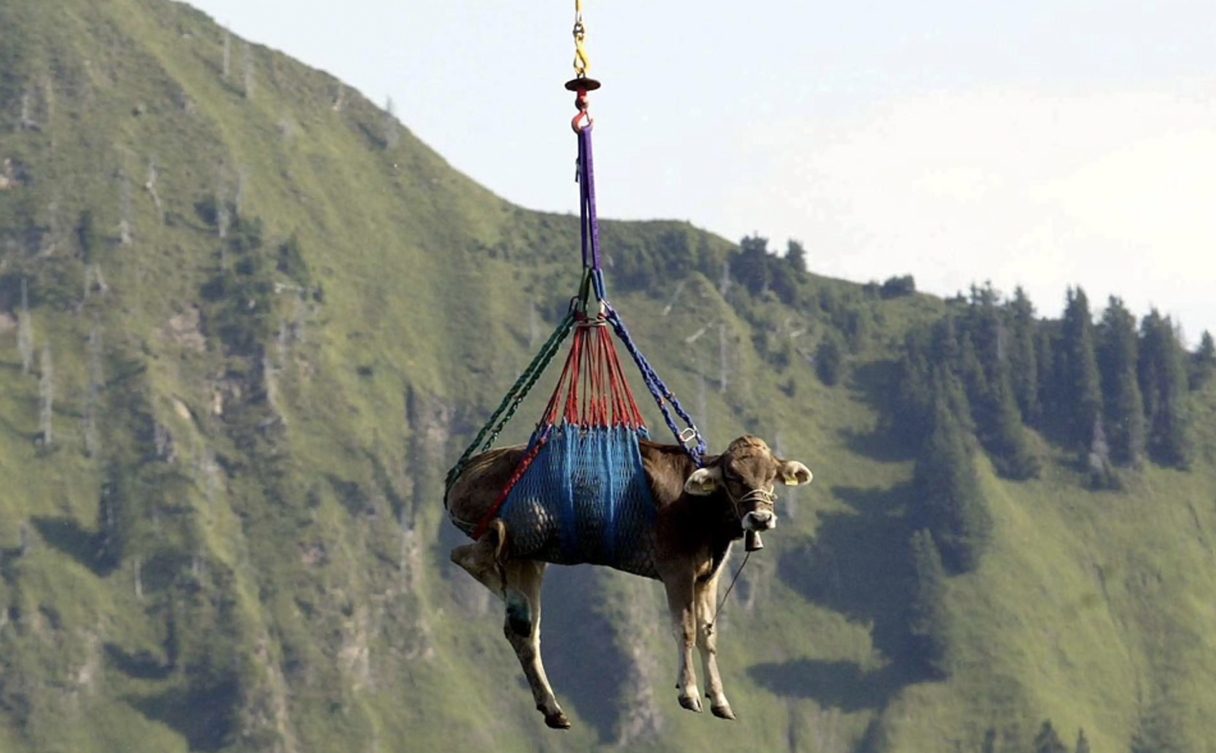 In the Swiss Alps, helicopters are used to transport large animals for vet care. 