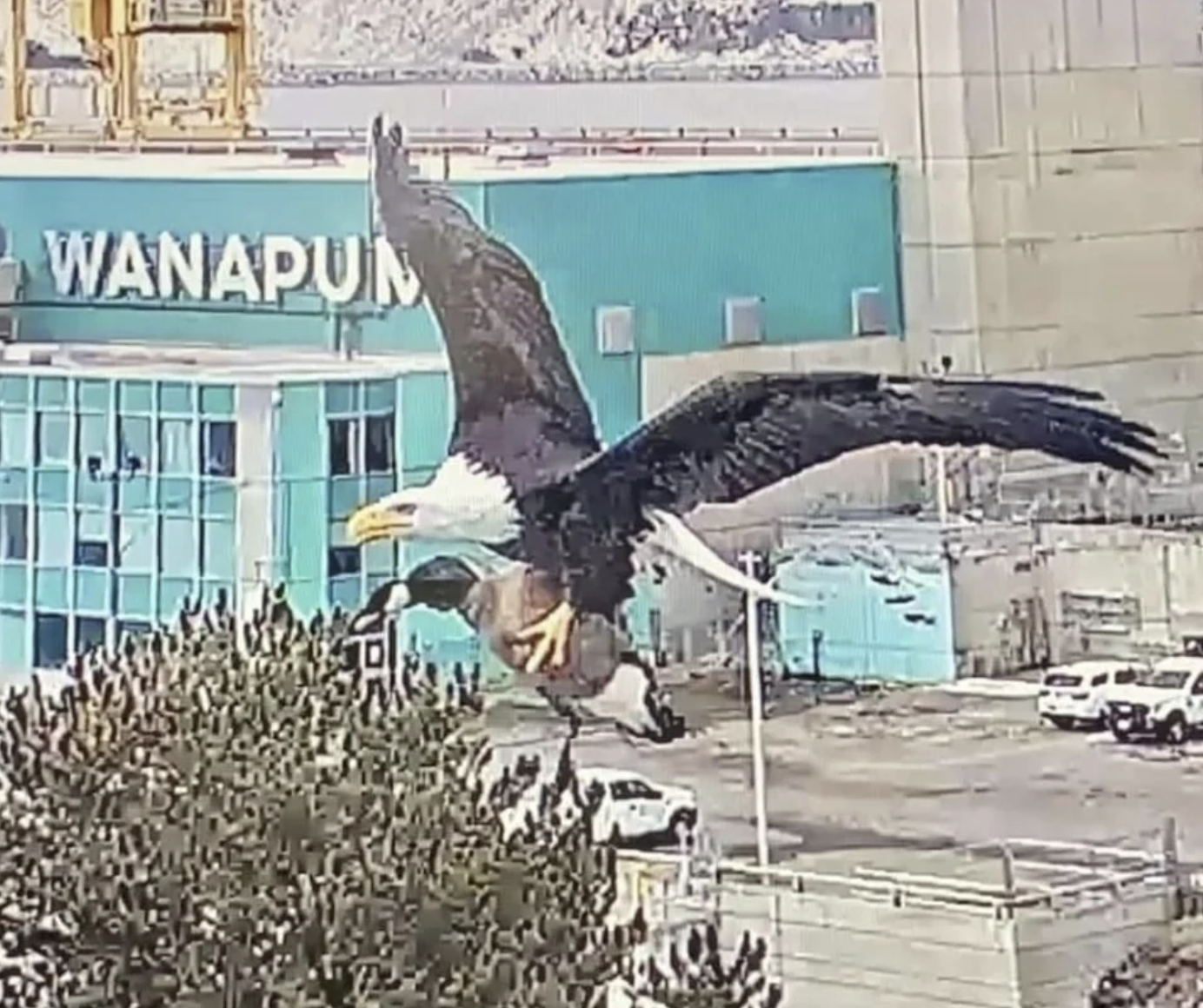 bald eagle snatches canada goose