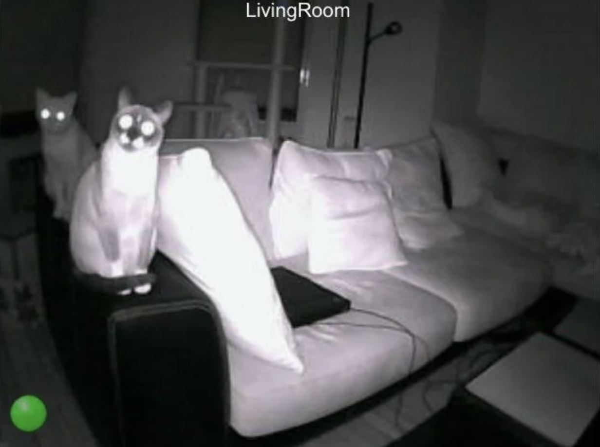 security camera cat - Living Room