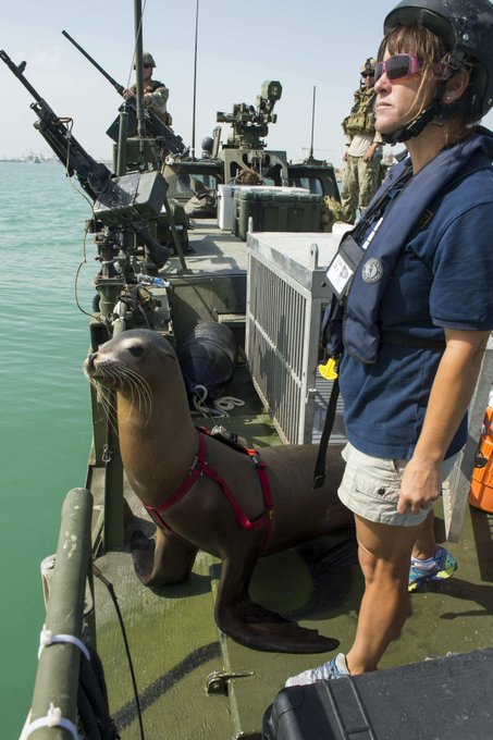 navy seal dolphins