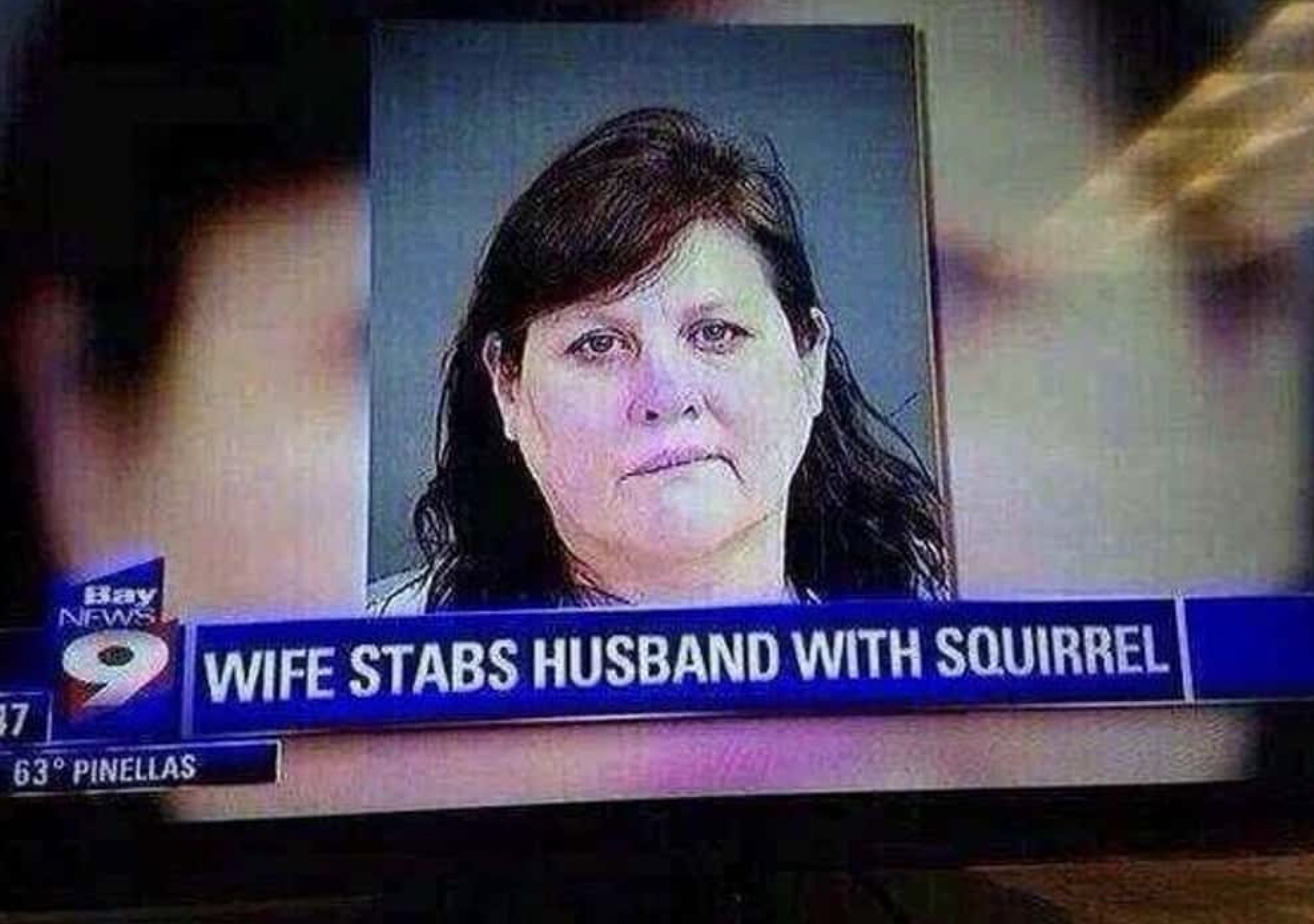 woman stabs man with squirrel - 37 Bay News 63 Pinellas Wife Stabs Husband With Squirrel