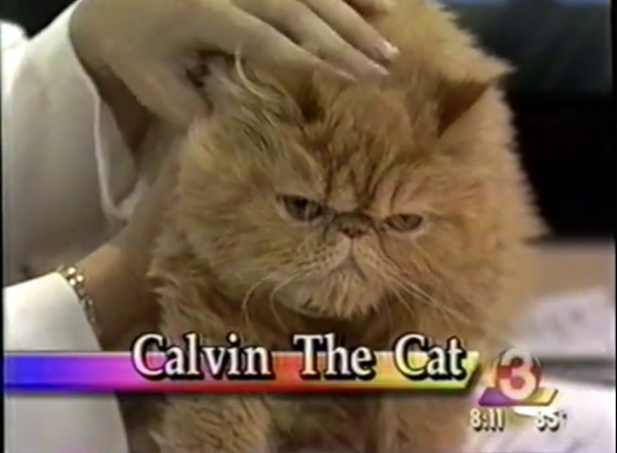 kitten - Calvin The Cat 3 8.5