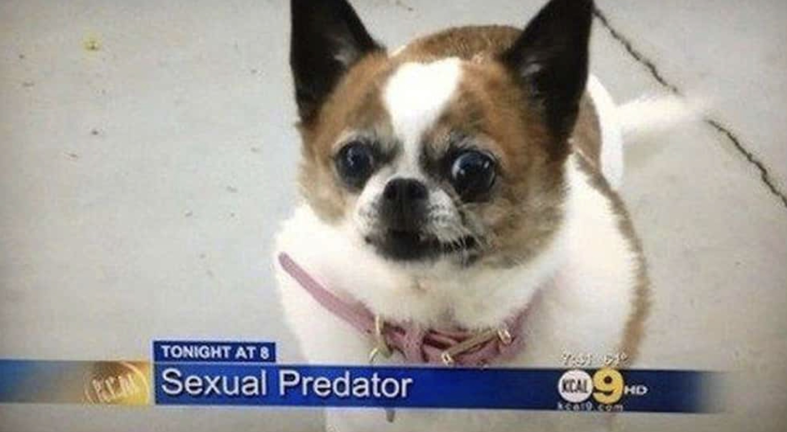 funny tv news - Tonight At 8 Sexual Predator Kcal 9 Hd