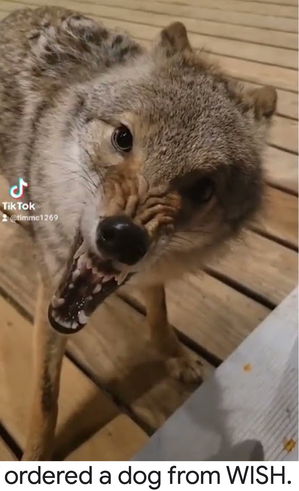 koala - Tik Tok ordered a dog from Wish.