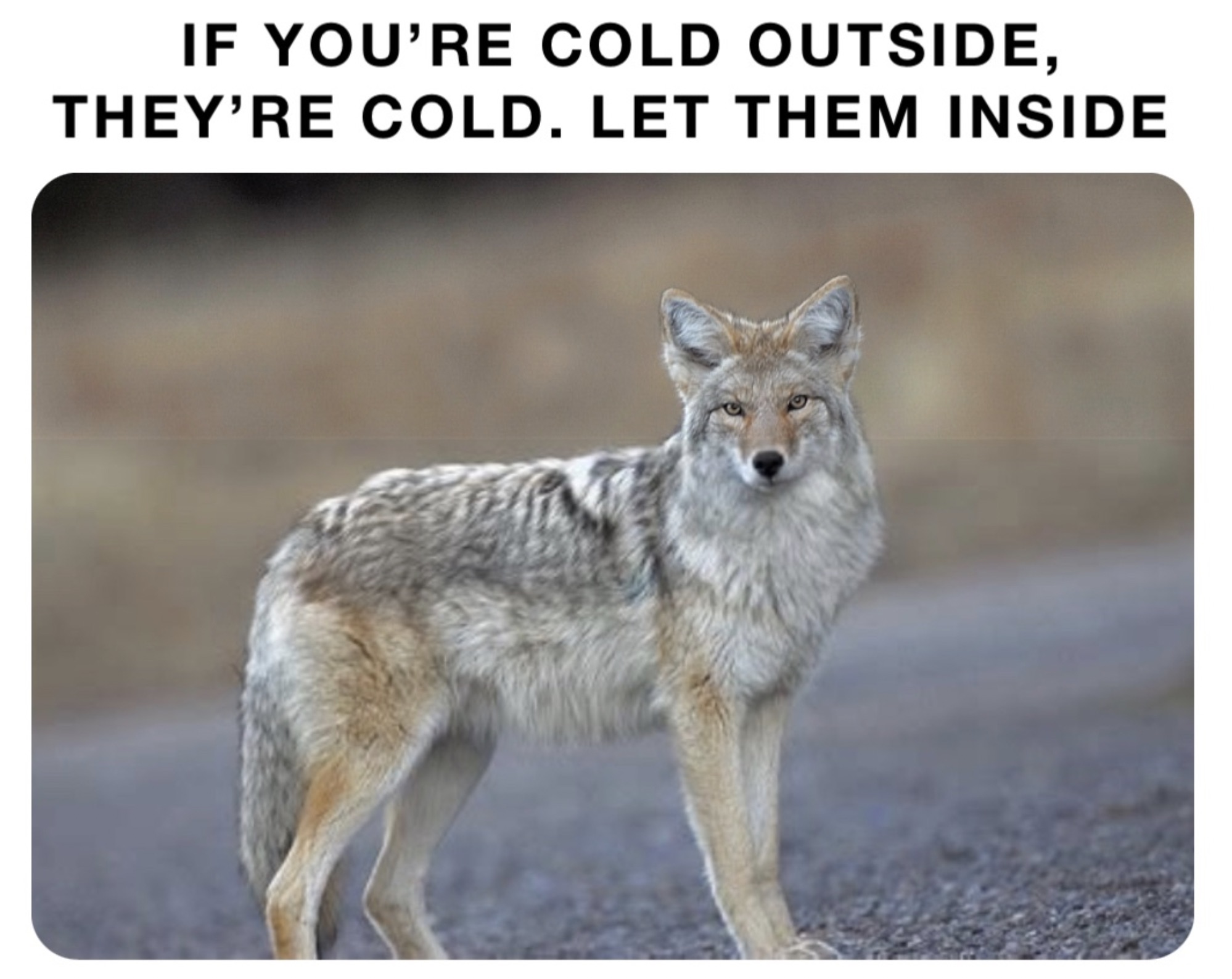 coyote - If You'Re Cold Outside, They'Re Cold. Let Them Inside