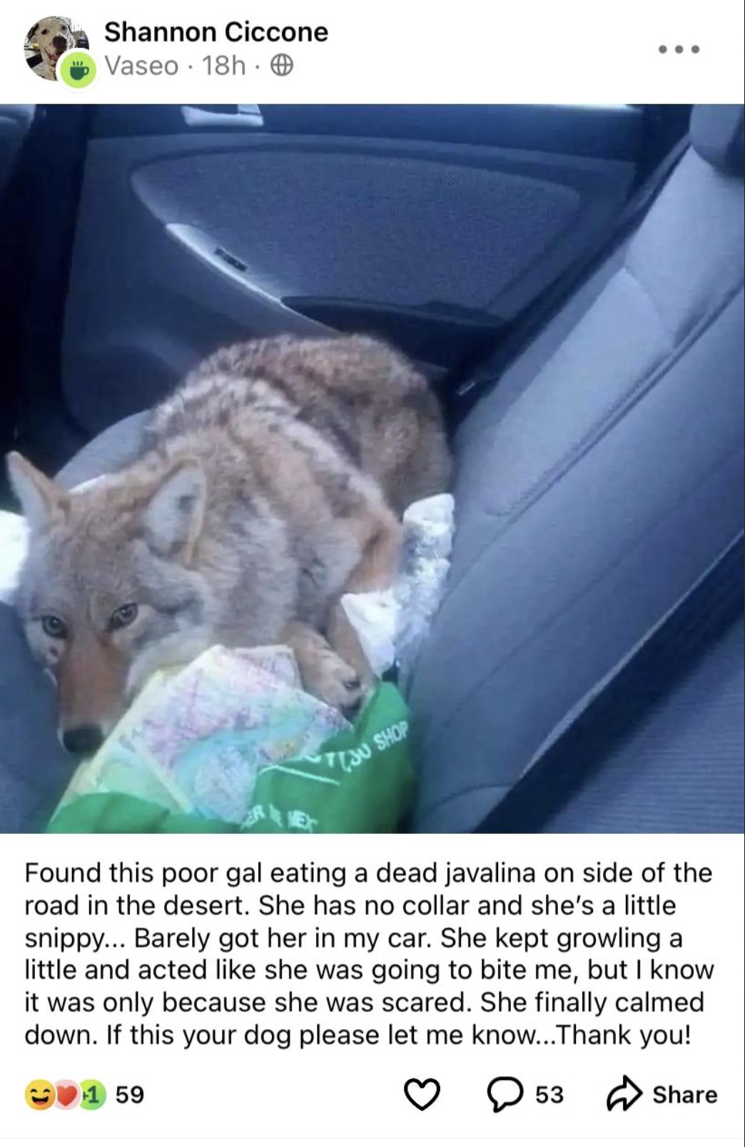 coyote in back seat of car - Shannon Ciccone Vaseo 18h. O Shop Found this poor gal eating a dead javalina on side of the road in the desert. She has no collar and she's a little snippy... Barely got her in my car. She kept growling a little and acted she 