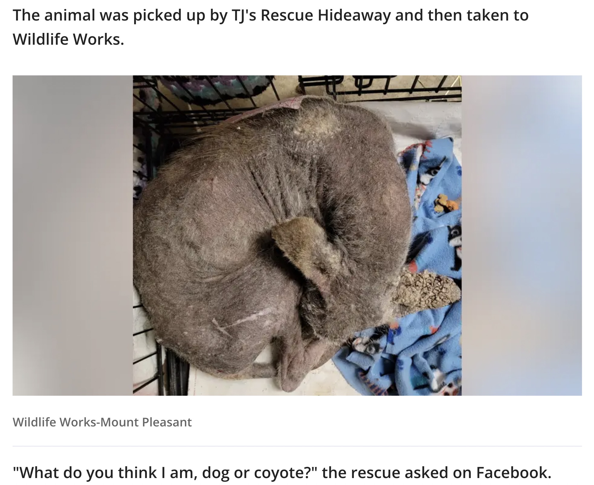 pennsylvania mystery animal dna - The animal was picked up by Tj's Rescue Hideaway and then taken to Wildlife Works. Wildlife WorksMount Pleasant "What do you think I am, dog or coyote?" the rescue asked on Facebook.