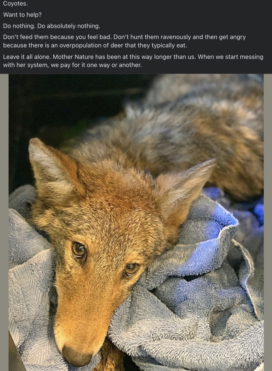 swift fox - Coyotes. Want to help? Do nothing. Do absolutely nothing. Don't feed them because you feel bad. Don't hunt them ravenously and then get angry because there is an overpopulation of deer that they typically eat. Leave it all alone. Mother Nature