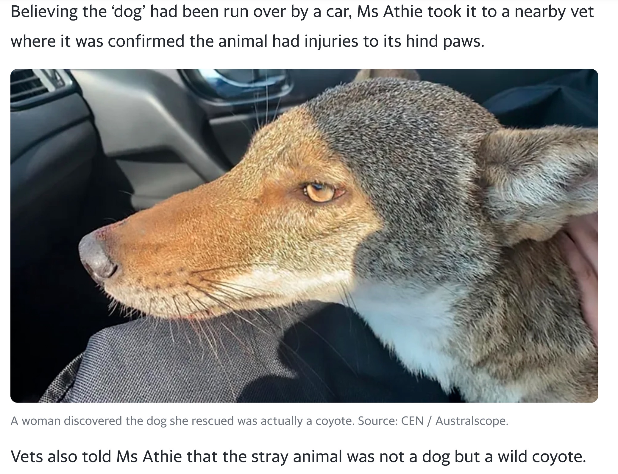 woman rescues coyote - Believing the 'dog' had been run over by a car, Ms Athie took it to a nearby vet where it was confirmed the animal had injuries to its hind paws. A woman discovered the dog she rescued was actually a coyote. Source Cen Australscope.