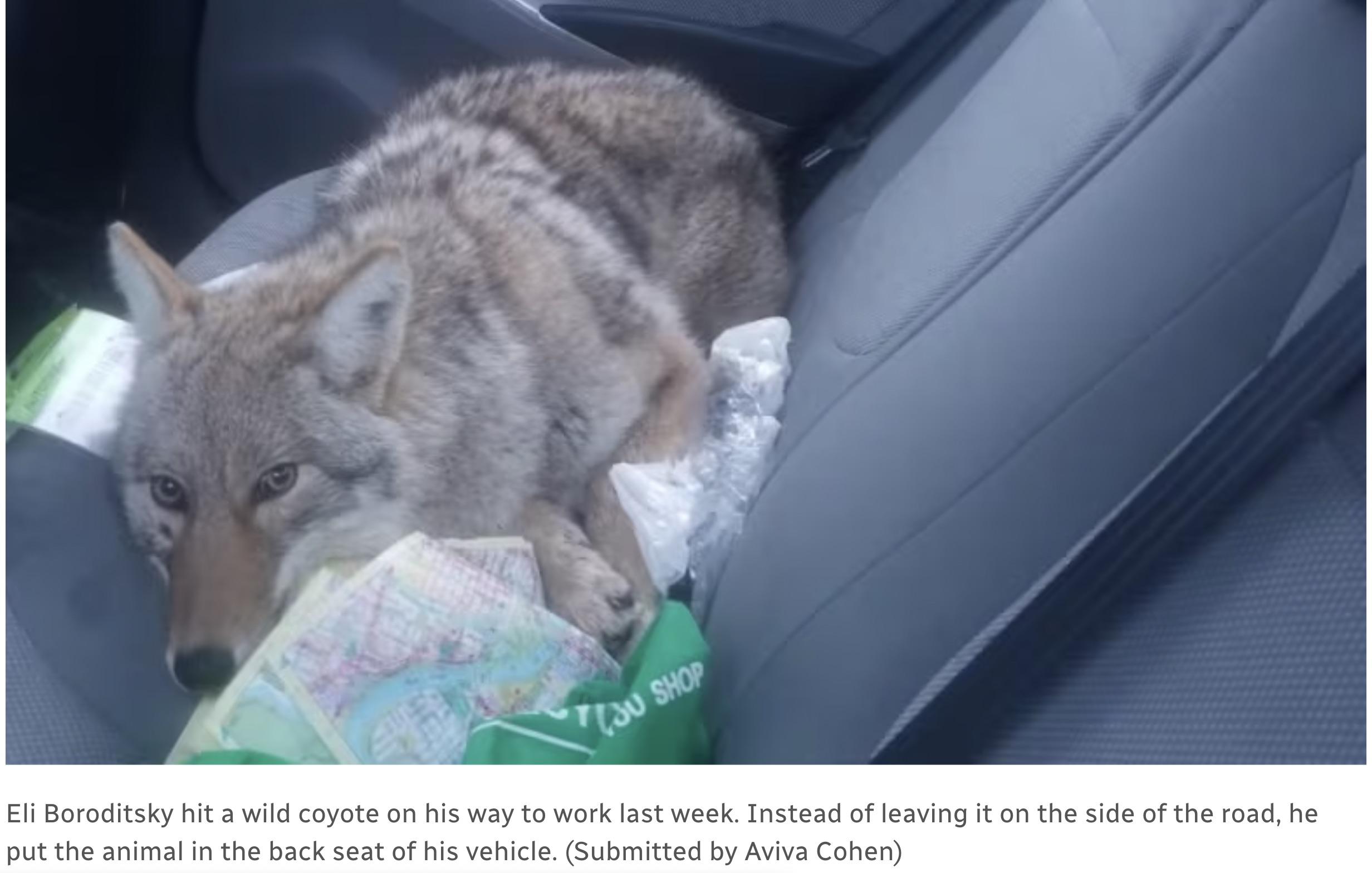 coyote in back seat of car - 30 Shop Eli Boroditsky hit a wild coyote on his way to work last week. Instead of leaving it on the side of the road, he put the animal in the back seat of his vehicle. Submitted by Aviva Cohen