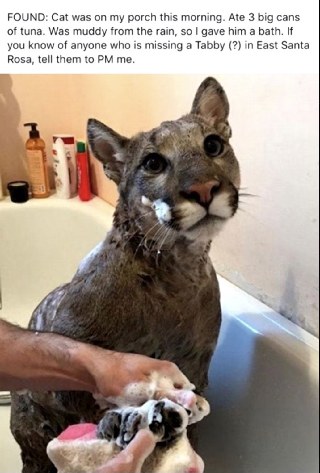 mountain lion bathtub - Found Cat was on my porch this morning. Ate 3 big cans of tuna. Was muddy from the rain, so I gave him a bath. If you know of anyone who is missing a Tabby ? in East Santa Rosa, tell them to Pm me.