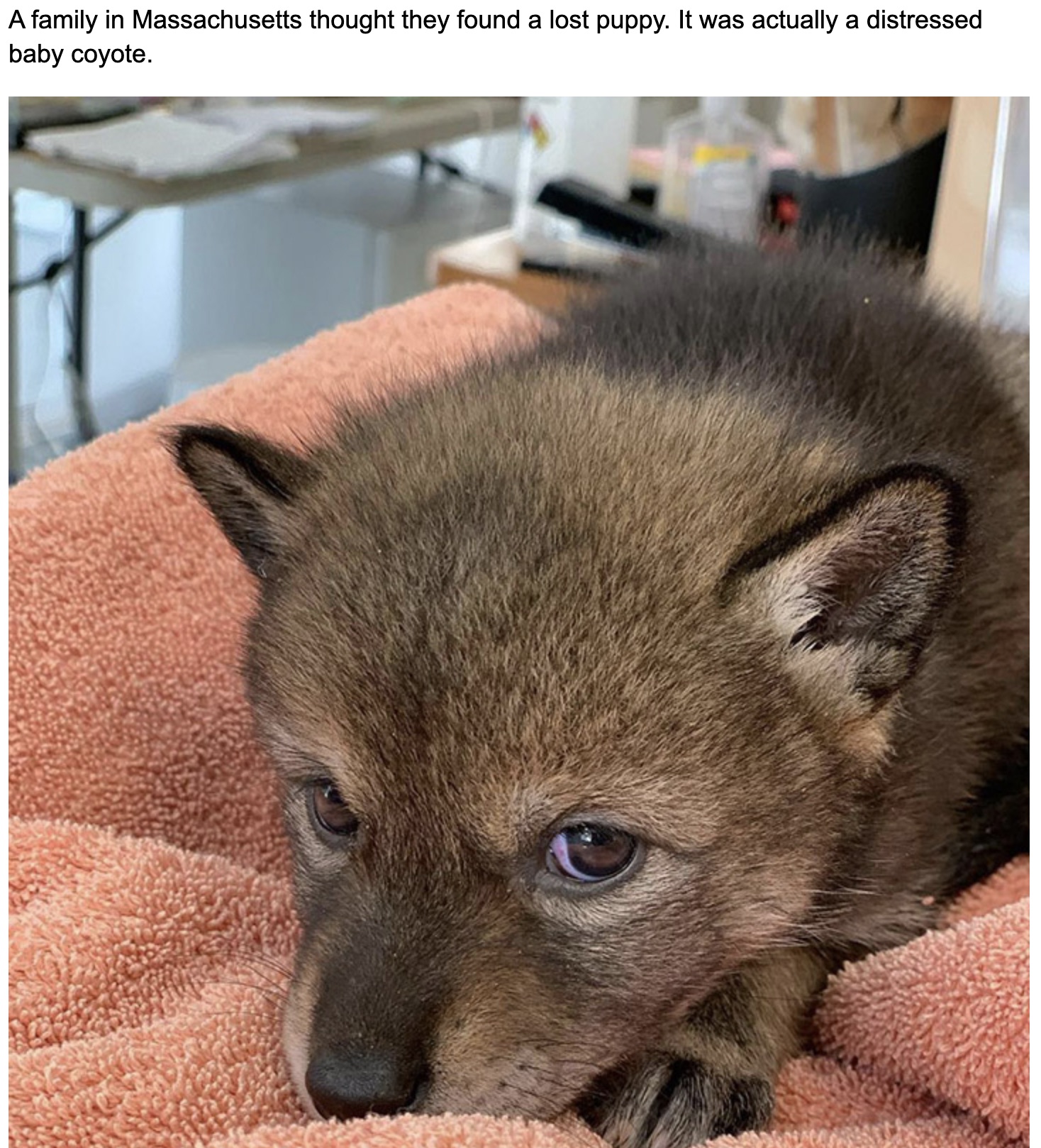 baby coyote massachusetts - A family in Massachusetts thought they found a lost puppy. It was actually a distressed baby coyote.