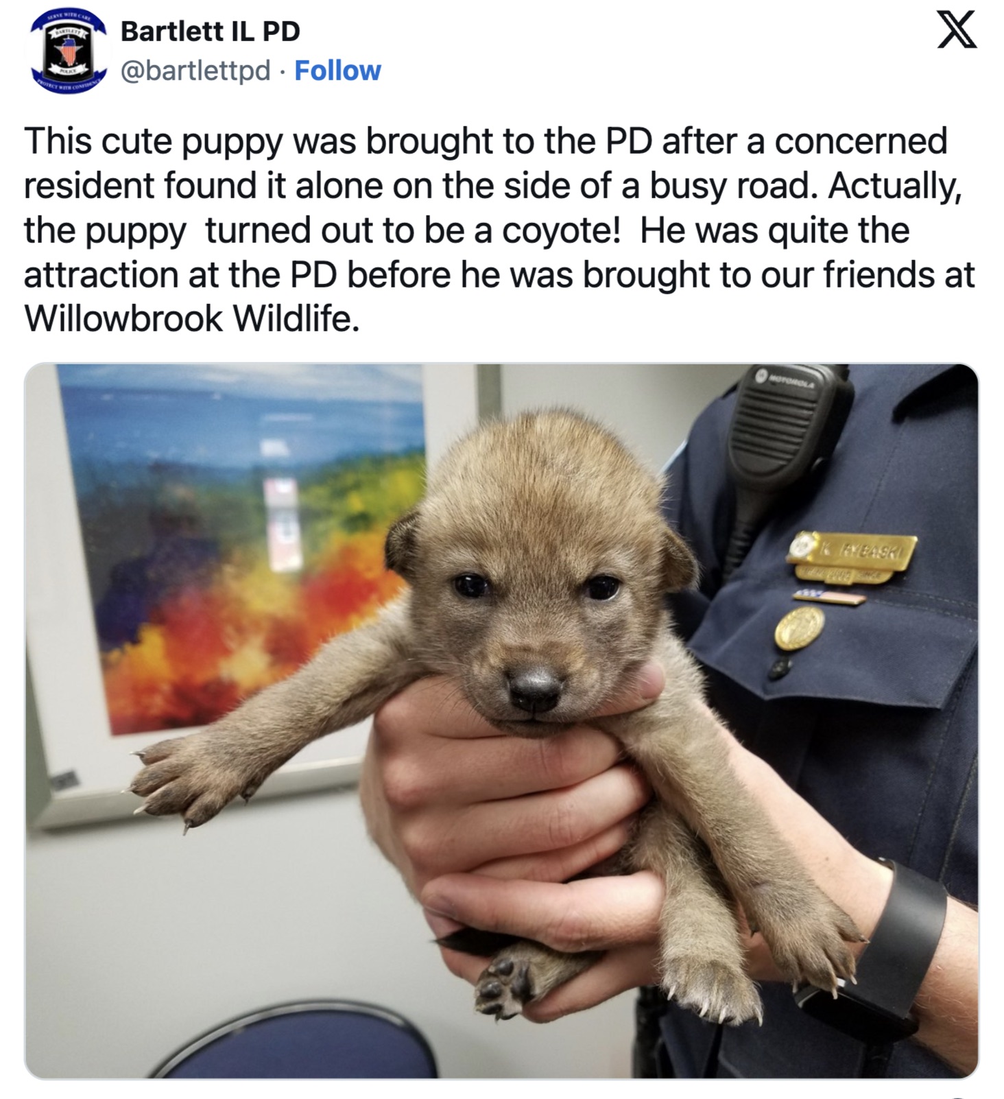 pet coyote - Bartlett Il Pd . X This cute puppy was brought to the Pd after a concerned resident found it alone on the side of a busy road. Actually, the puppy turned out to be a coyote! He was quite the attraction at the Pd before he was brought to our f