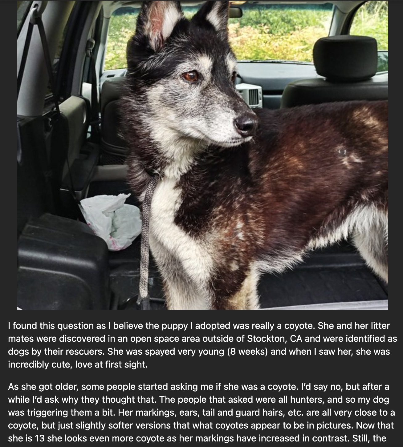 mackenzie river husky - I found this question as I believe the puppy I adopted was really a coyote. She and her litter mates were discovered in an open space area outside of Stockton, Ca and were identified as dogs by their rescuers. She was spayed very y