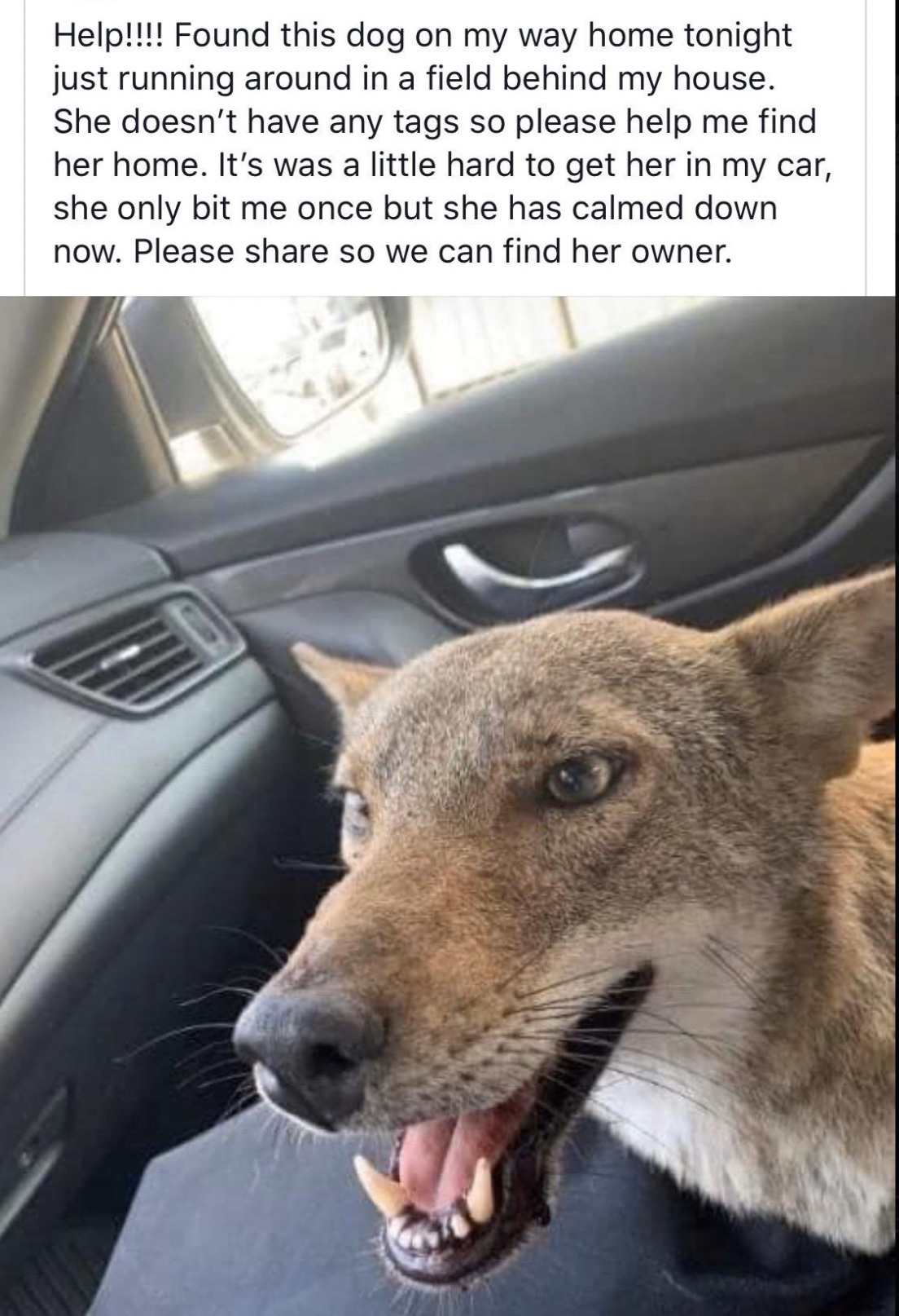 woman picks up fox thinking it's a fog - Help!!!! Found this dog on my way home tonight just running around in a field behind my house. She doesn't have any tags so please help me find her home. It's was a little hard to get her in my car, she only bit me