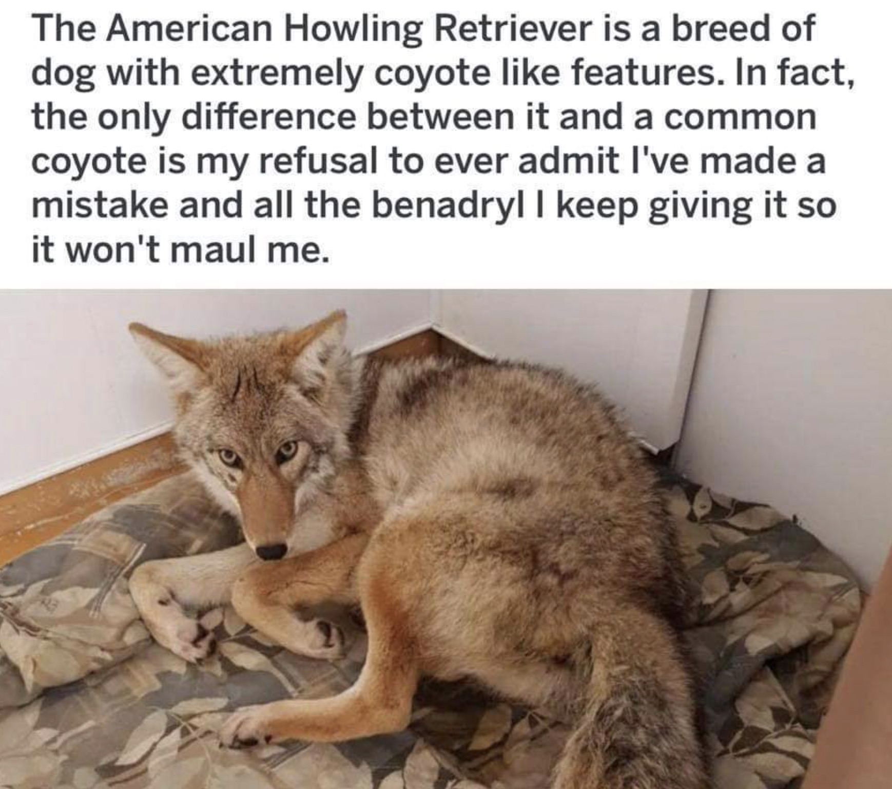 american howling retriever - The American Howling Retriever is a breed of dog with extremely coyote features. In fact, the only difference between it and a common coyote is my refusal to ever admit I've made a mistake and all the benadryl I keep giving it