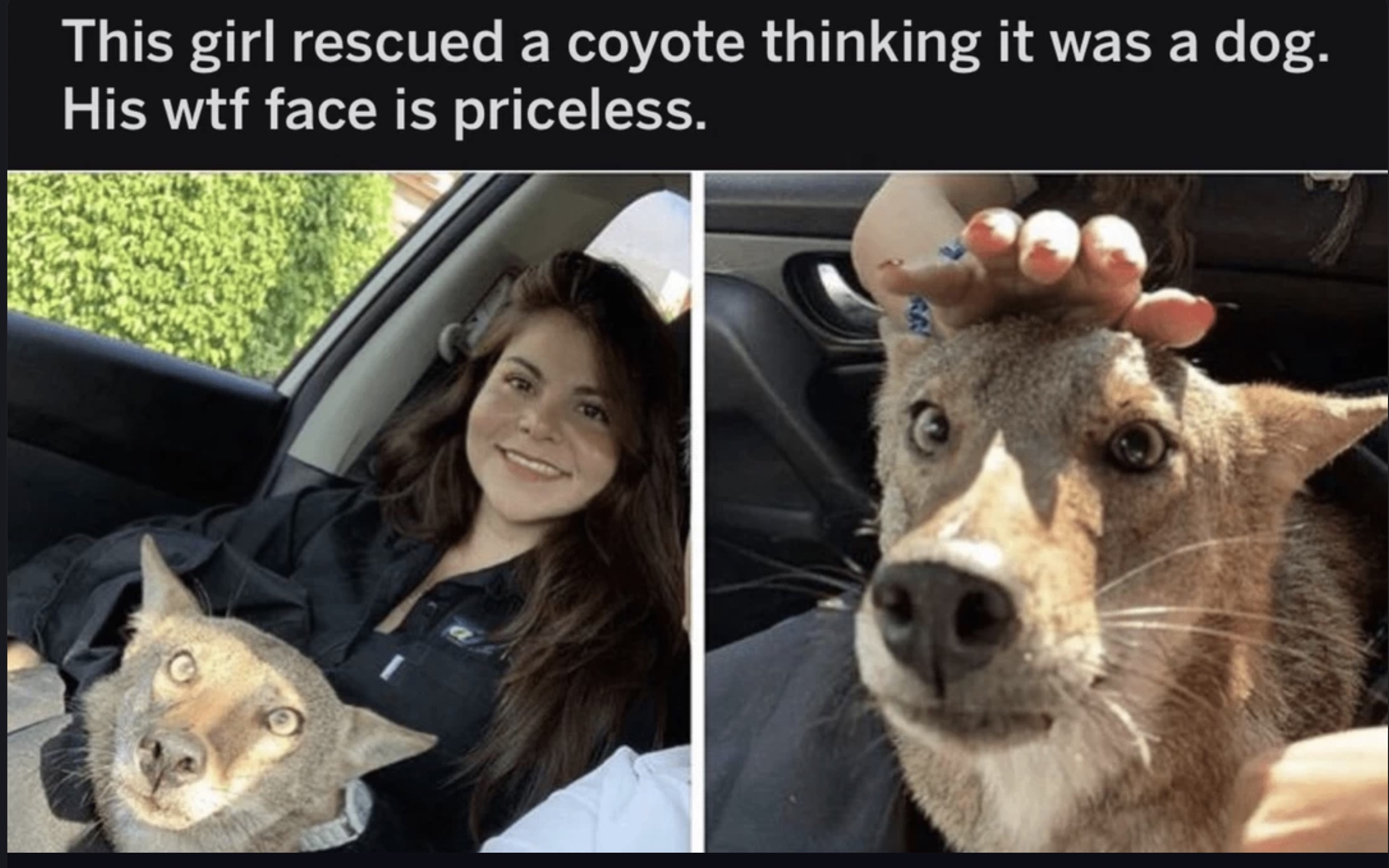 girl rescues coyote - This girl rescued a coyote thinking it was a dog. His wtf face is priceless.