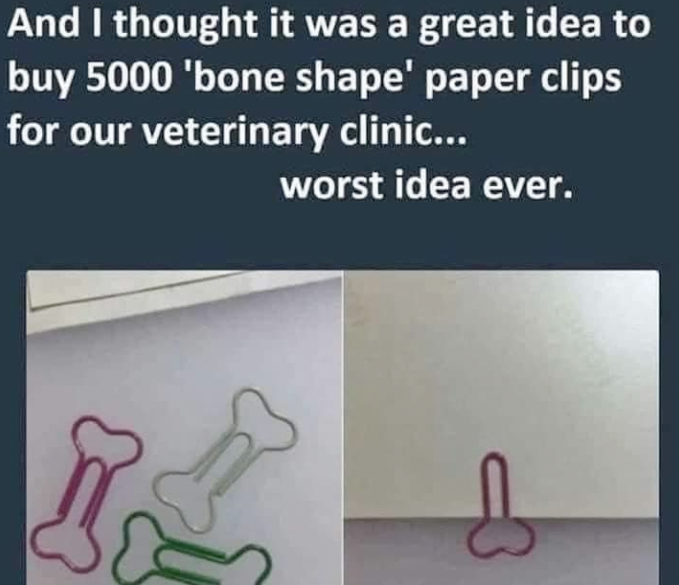 paper - And I thought it was a great idea to buy 5000 'bone shape' paper clips for our veterinary clinic... worst idea ever.