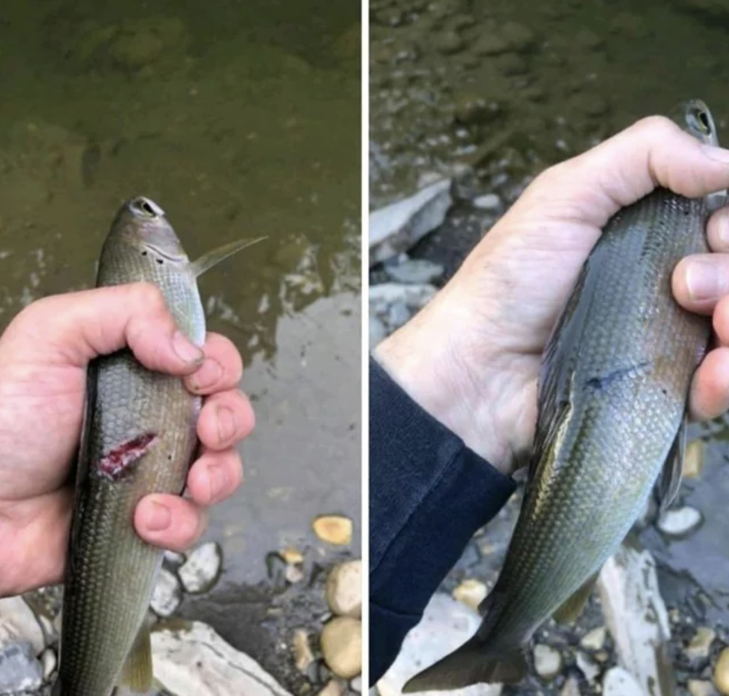 caught the same fish twice