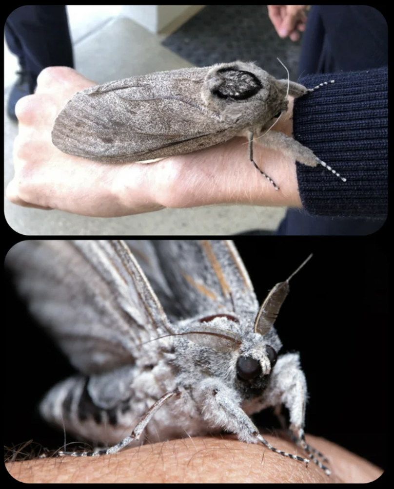 largest moth species