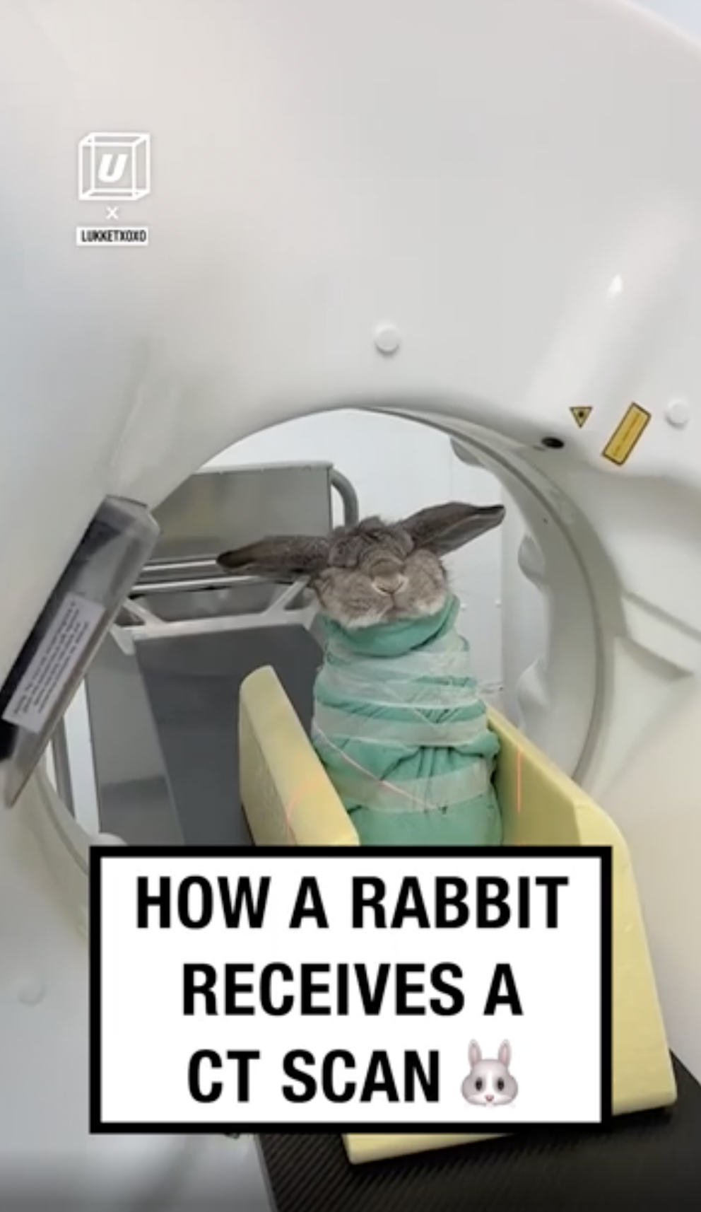 computed tomography - U How A Rabbit Receives A Ct Scan