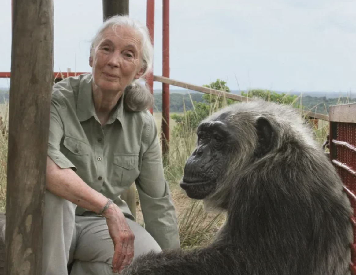 jane goodall