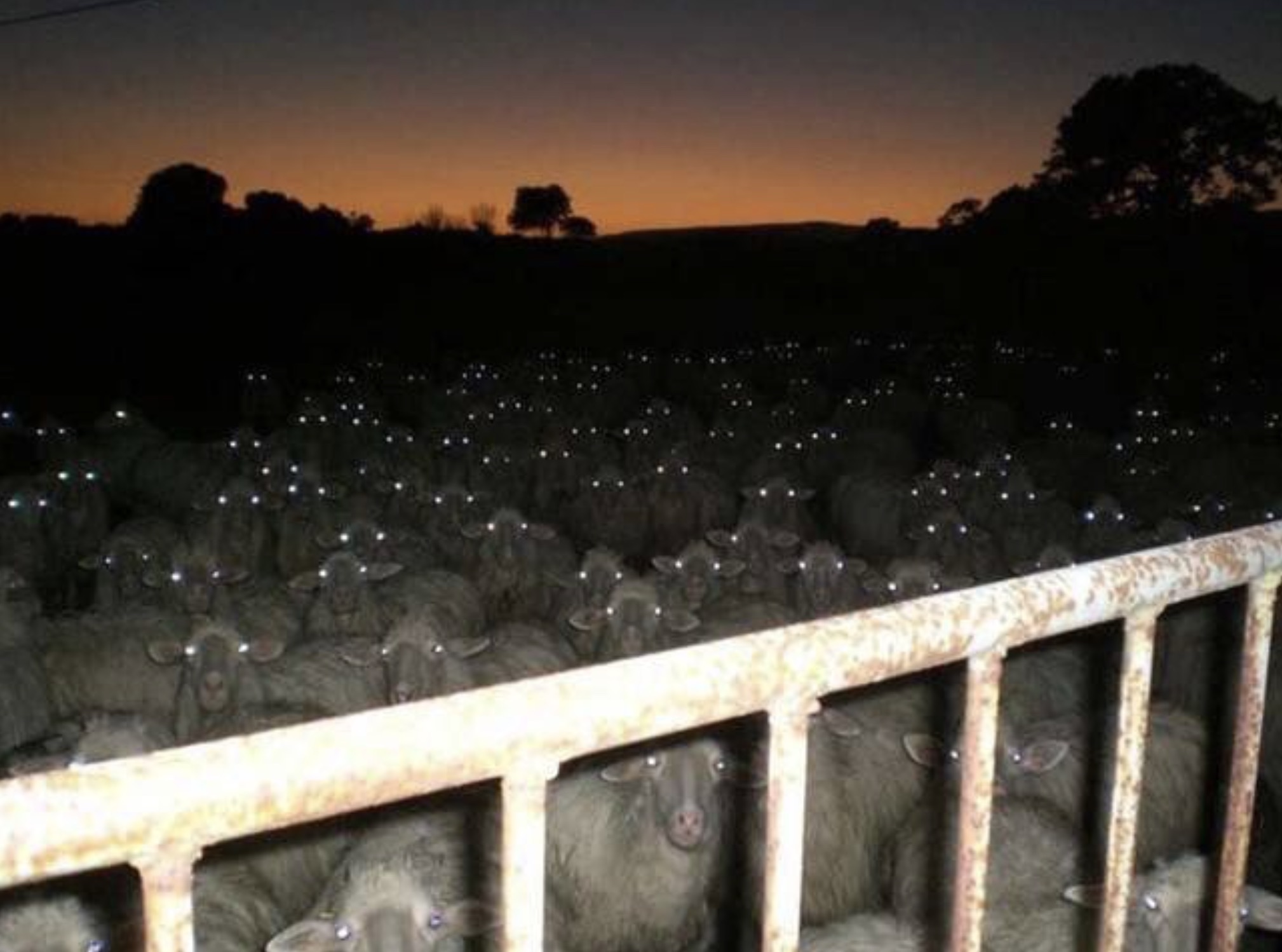 creepy sheep at night