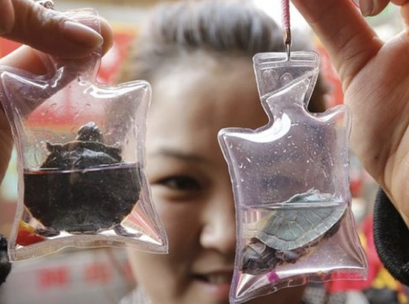 In China, vendors sell baby turtle or fish keychains, with live animals inside them.