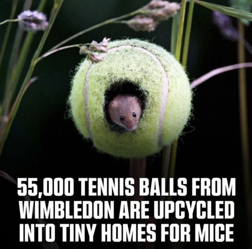 harvest mice tennis balls - 55,000 Tennis Balls From Wimbledon Are Upcycled Into Tiny Homes For Mice