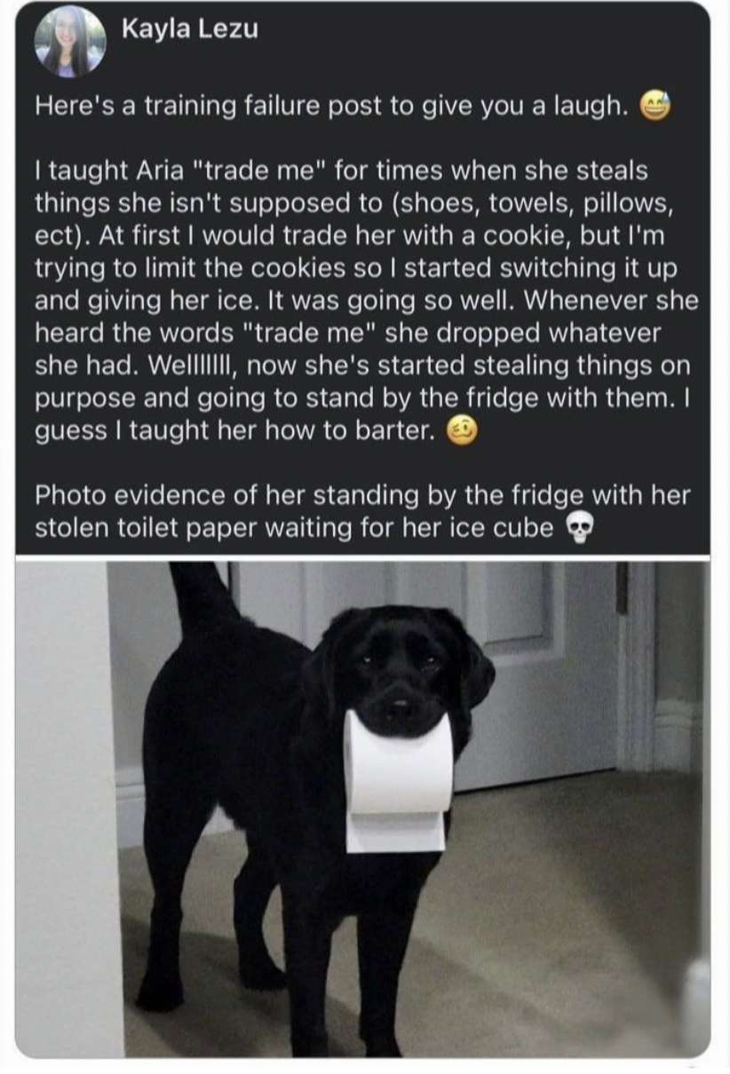 pug - Kayla Lezu Here's a training failure post to give you a laugh. I taught Aria "trade me" for times when she steals things she isn't supposed to shoes, towels, pillows, ect. At first I would trade her with a cookie, but I'm trying to limit the cookies