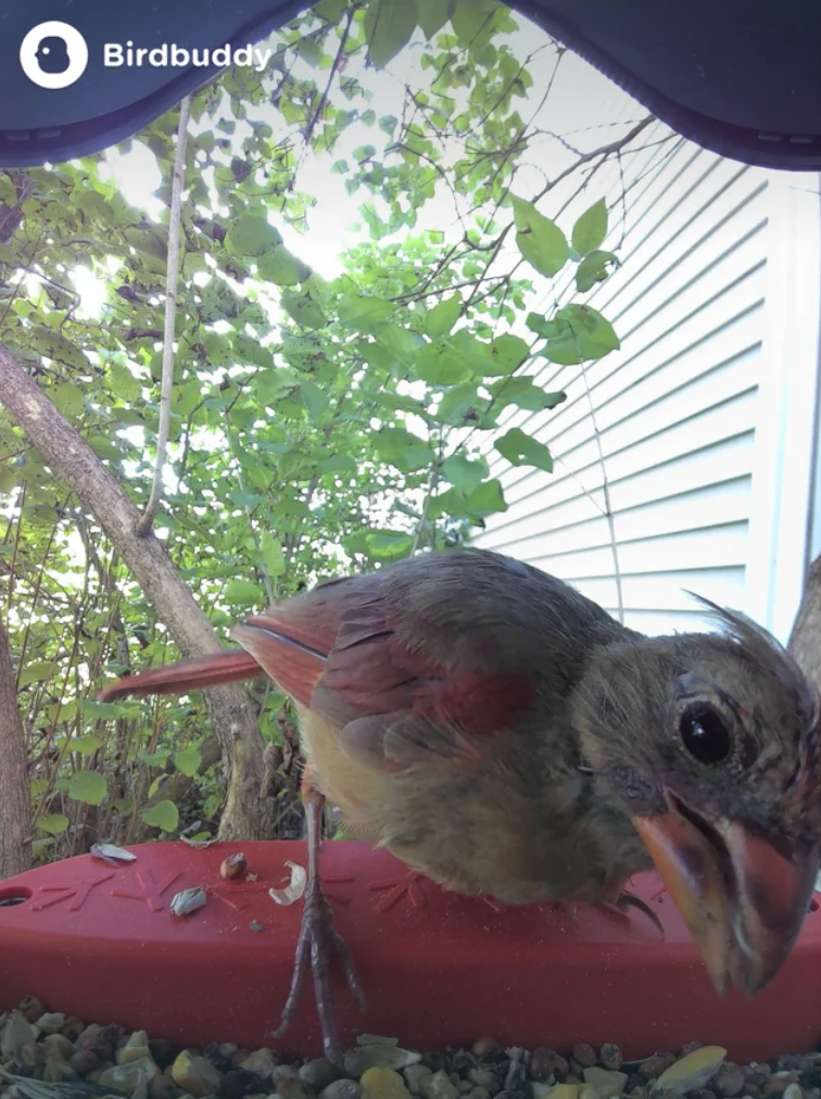 house finch - Birdbuddy