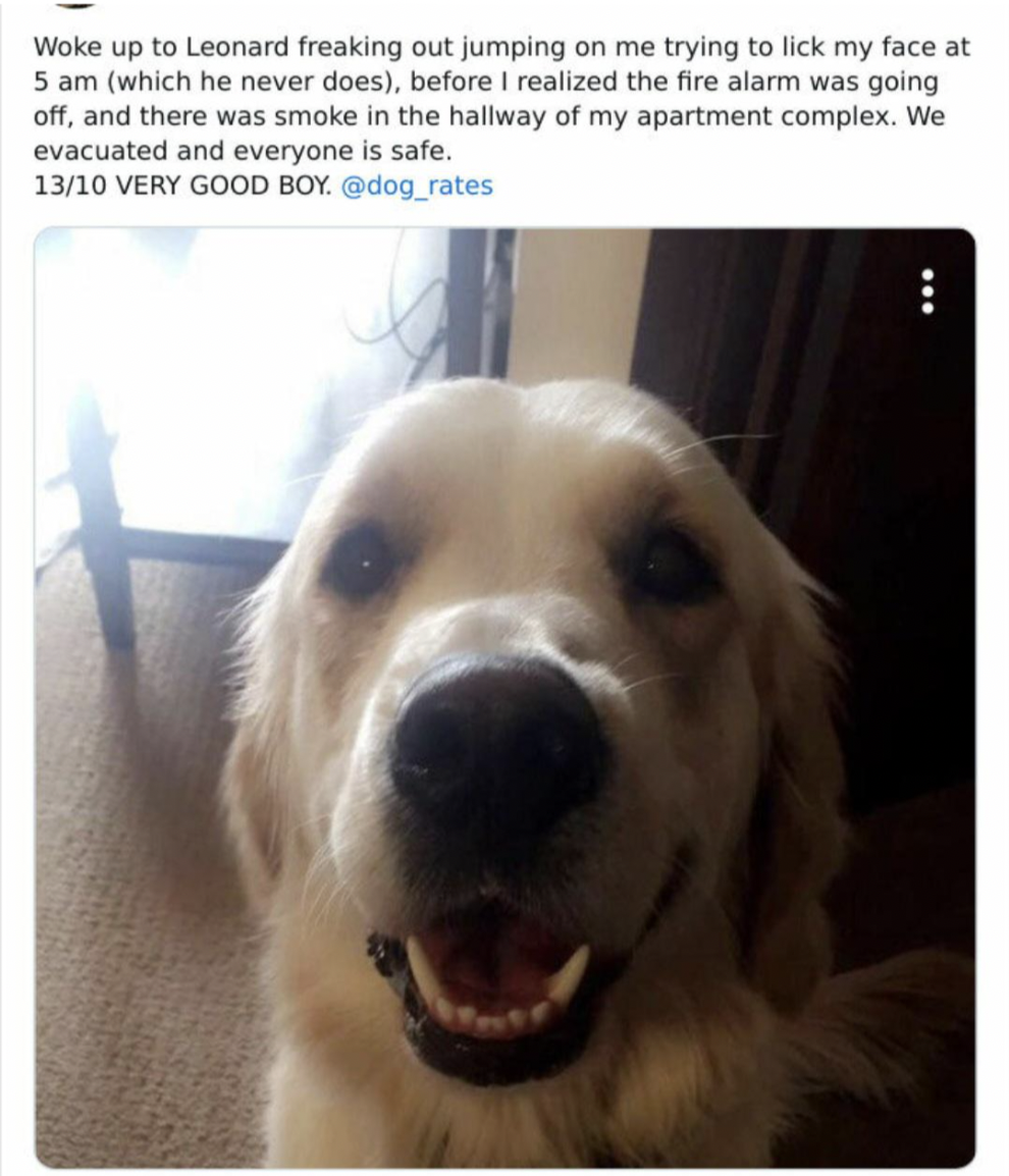 golden retriever - Woke up to Leonard freaking out jumping on me trying to lick my face at 5 am which he never does, before I realized the fire alarm was going off, and there was smoke in the hallway of my apartment complex. We evacuated and everyone is s