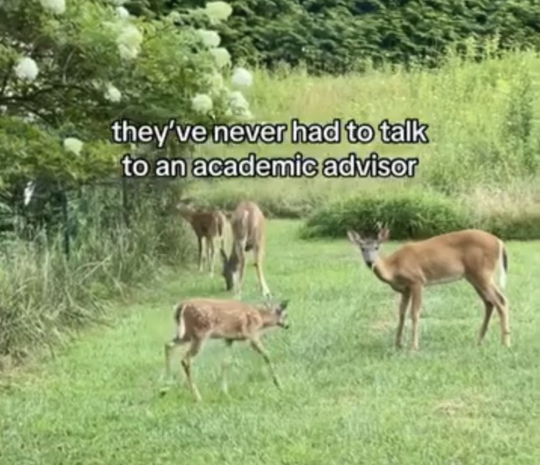 white-tailed deer - they've never had to talk to an academic advisor