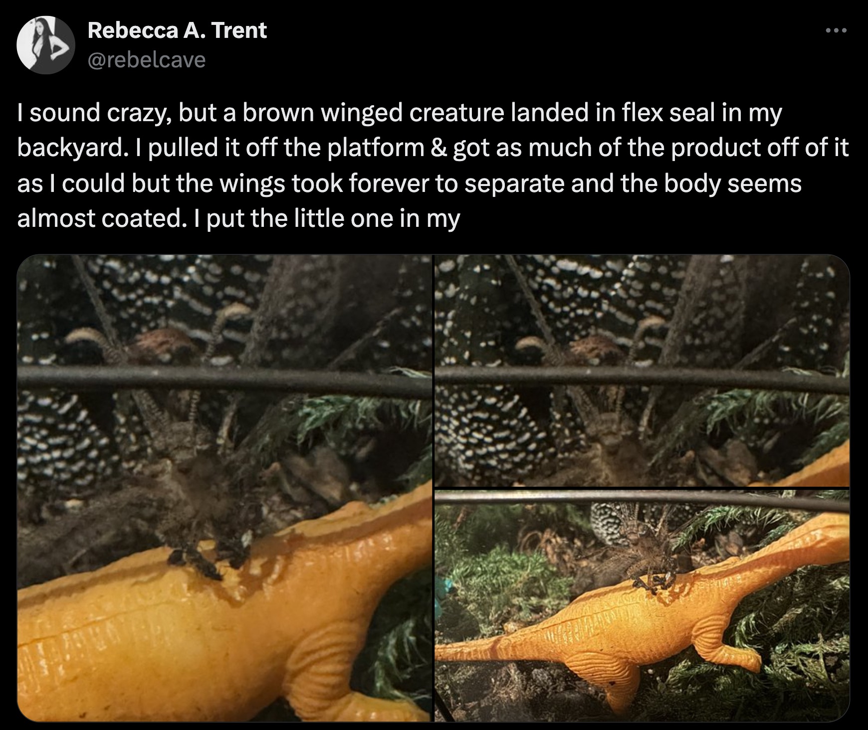 alligator - Rebecca A. Trent I sound crazy, but a brown winged creature landed in flex seal in my backyard. I pulled it off the platform & got as much of the product off of it as I could but the wings took forever to separate and the body seems almost coa