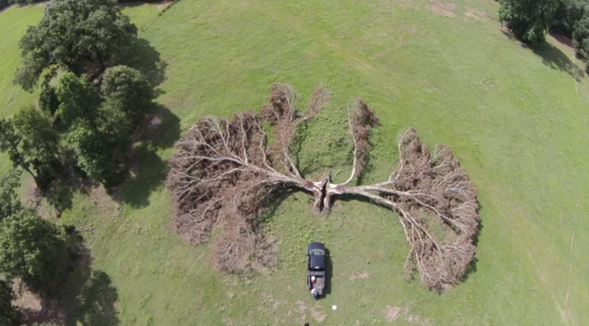 A top-down view of a tree after it has been spilt by lightning.