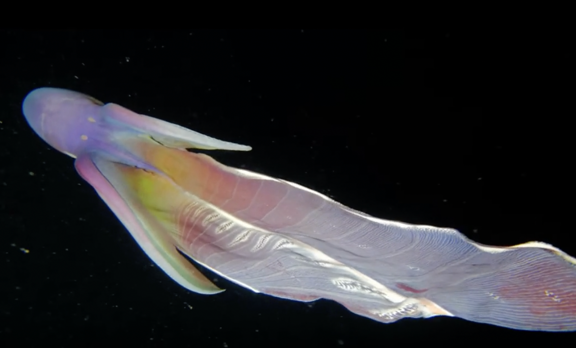 The female Blanket Octopus.