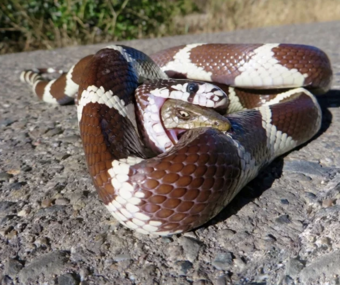 alligator lizard bite