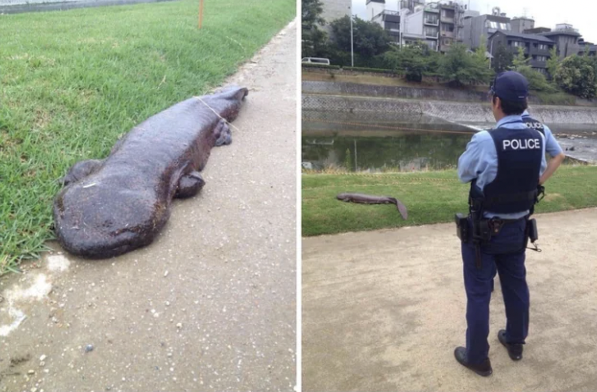 huge salamander - Police