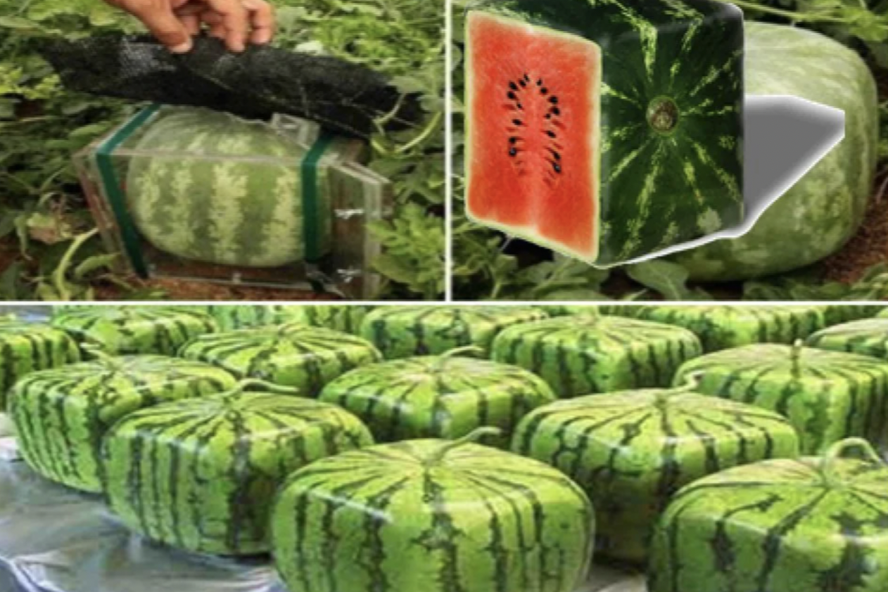 In 1978, graphic designer Tomoyuki Ono created square watermelons, now a produce item in Japan.