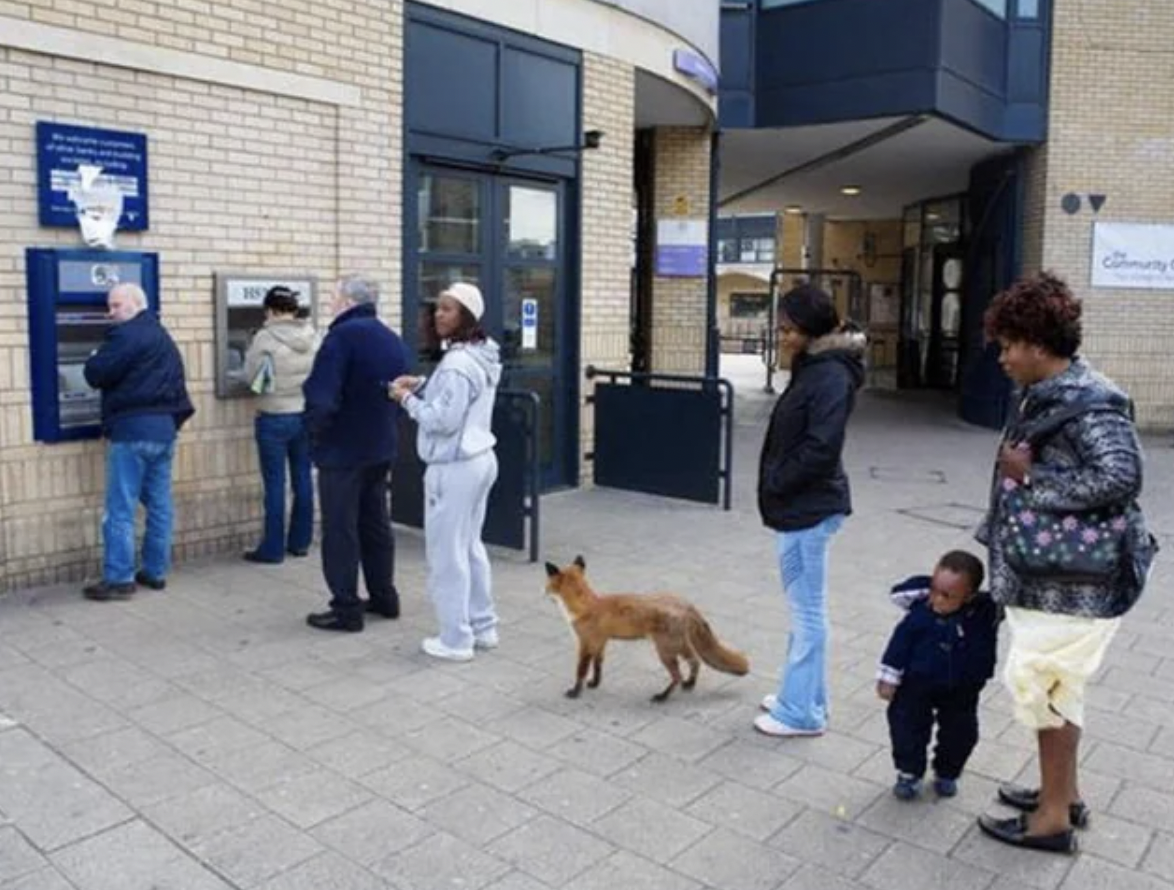 fox in line at atm