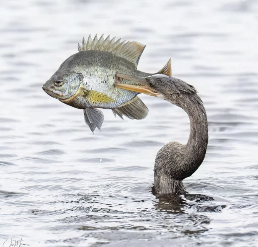 Anhinga